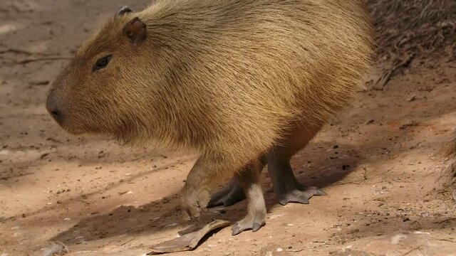 capybara turns slow motion on jungle riverbank
