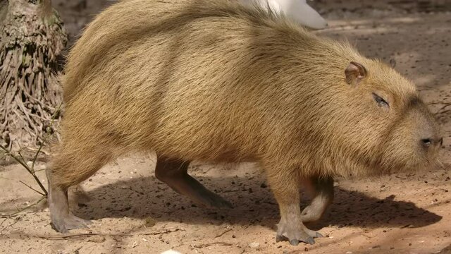 capybara walking super slow motion as bird flys by