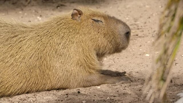 capybara sun basking on jungle riverbank