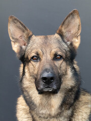 German Shepherd- K9 Police dog