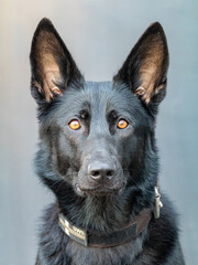 German Shepherd- K9 Police dog