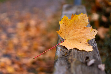 autumn leaves in the forest