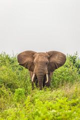 Fototapeta na wymiar An elephant ( Loxodonta Africana) eating, Queen Elizabeth National Park, Uganda. 