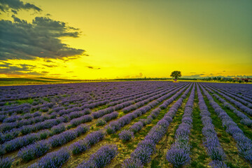 Blooming lavender create a stunningly beautiful landscape