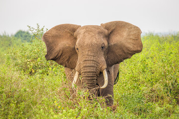 Obraz na płótnie Canvas An elephant ( Loxodonta Africana) eating, Queen Elizabeth National Park, Uganda.