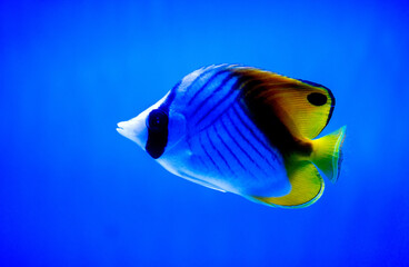 Naklejka premium Tropical coral reef fish.