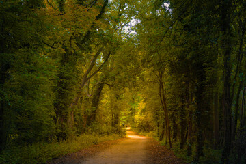Fototapeta premium Path along the dark autumn forest