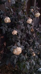 autumn leaves in the forest