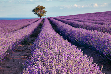 Blooming lavender create a stunningly beautiful landscape