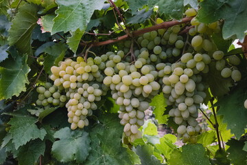 Green grapes on vine close-up