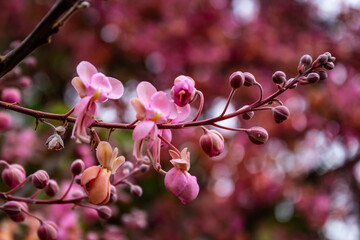 Close nas flores de acácia rosa do cerrado.