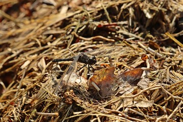 Männliche Schwarze Heidelibelle (Sympetrum danae)