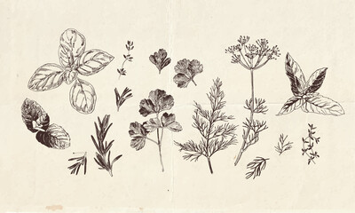 Hand drawn collection of culinary herbs drawings, clip art botanical illustrations