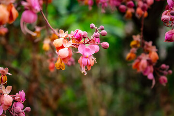 Fototapeta premium Close em flores de acácia rosa.