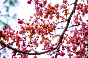 Galho de acácia rosa cheio de flores.