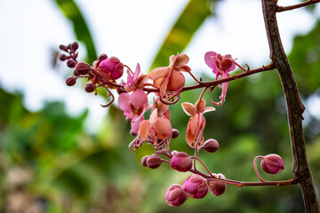 Close em cacho de flores de acácia rosa.