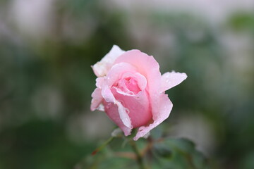 pink rose in garden