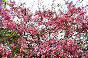 Acácia rosa do cerrado goiano, florida.