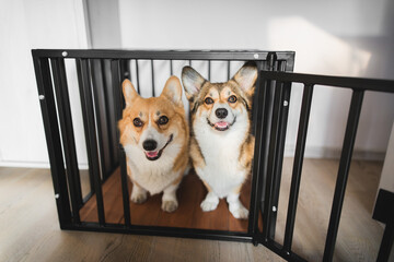 Two welsh corgi pembroke dogs sitting in a home crate, happy and relaxed, crate training