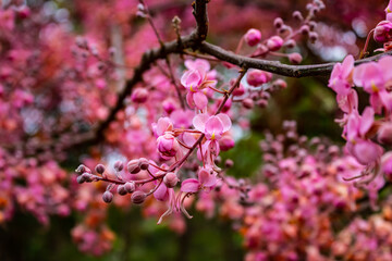 Galho de acácia rosa cheio de flores.
