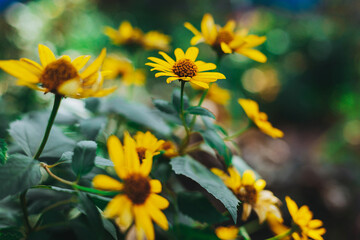 Yellow rudbeckia on a green background - 380642208