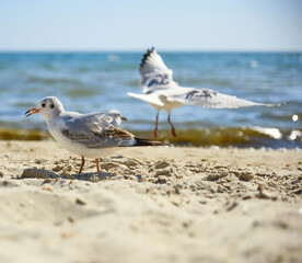 seagulls on the sandy shore of the Black Sea on a summer day, Ukraine