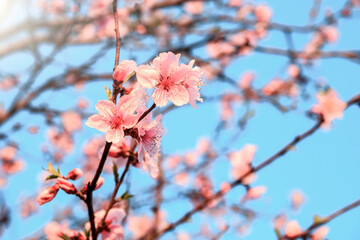 Peach blossoms blooming in the spring garden, China