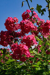 Fototapeta premium A beautiful bush of dark pink phlox flowers against the blue sky.