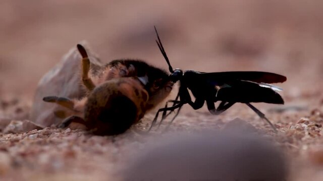 A close up view of a Spider Wasp dragging its live paralyzed spider host to a den to lay an egg in its abdomen