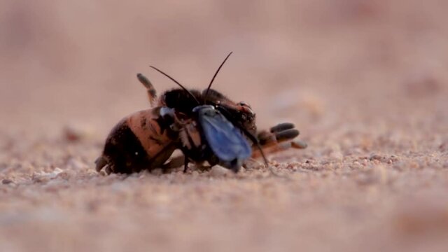 A close up shot of a Spider Wasp dragging its captured host spider to lay its eggs.