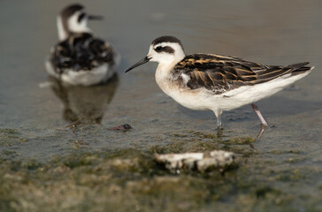 A pair of Red-necked phalarope at Asker Marsh, Bahrain