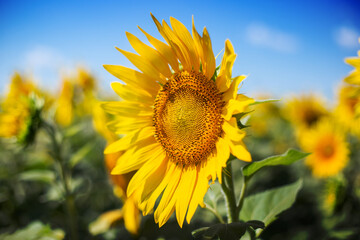 Sunflower against a background of blue sky and a field of sunflowers. Narrow focus