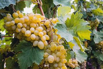 Green grapes on vine close-up