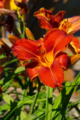 Beautiful red large flowers of lilies close-up.