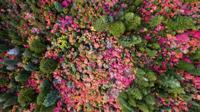 Fall Season - Breathtaking Aerial View Overhead Colorful Leaves in Utah Mountains