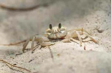Ghost crab (Ocypodinae) on sandy beach shoreline, Diani, Kenya