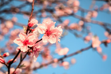 Peach blossoms blooming in the spring garden, China