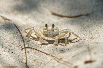 Ghost crab (Ocypodinae) on sandy beach shoreline, Diani, Kenya