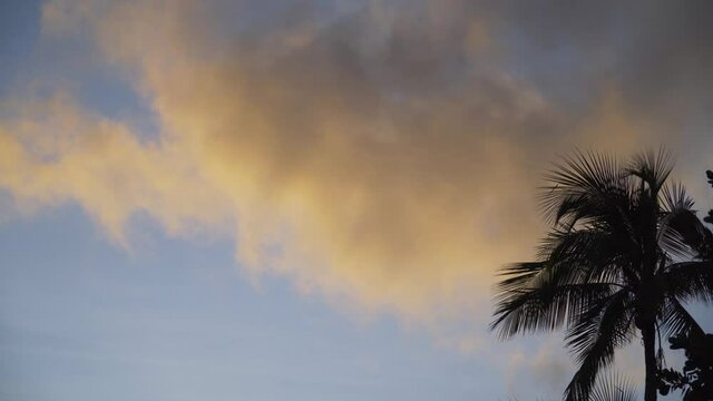 Cloud Illuminated By Golden Sunset With One Silhouette Palm Tree Swaying In Wind