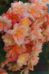 Delicate pink peach begonia flowers hang from a flower pot.