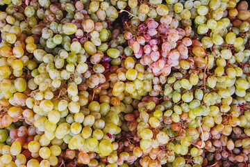 A lot of ripe grapes close-up.