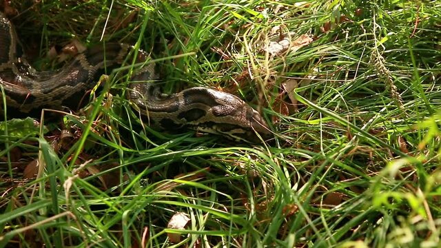 A very large boa constrictor glides across the grass. Snake in the grass