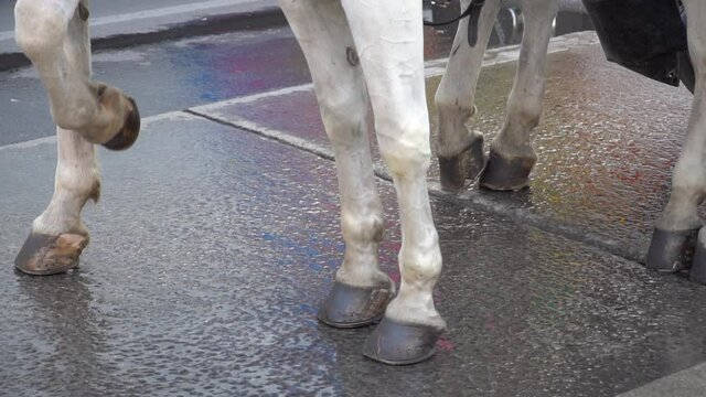 Close up of white horse feet stomping on rainy street in slow motion