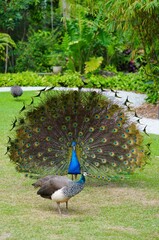Colorful green and blue male peacock bird with its plume feathers tail fully opened