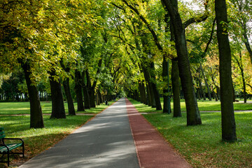 Łódź park drzewa aleja ścieżka