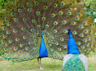 Obraz premium Colorful green and blue male peacock bird with its plume feathers tail fully opened