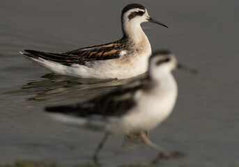 Red-necked phalaropes at Asker Marsh, Bahrain. Selective focus on back