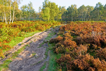 An uneven path between bracken and heather to a woodland on a misty autumn morning.