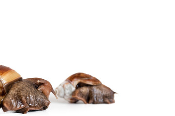 Helix Pomatia Snail with brown striped shell, crawl isolated on a white background Helix Pomatia space for text. macro