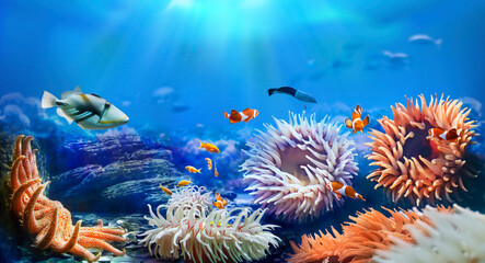 Animals of the underwater sea world. Sunflower starfish and sea anemones. Life in a coral reef.  